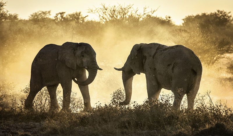 Elephant confrontation.