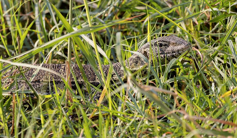 Monitor lizard using the grass as camouflage.