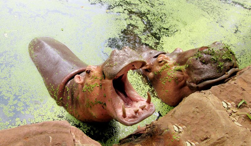 Hippos in water.