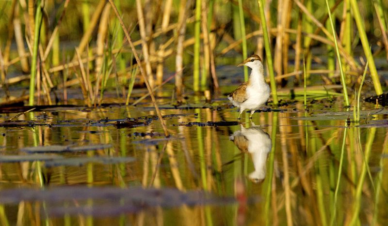 Lesser jacana
