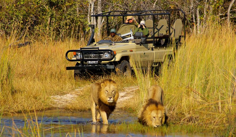 Game drive at Moremi Game Reserve.