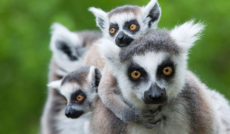 Ring-tailed lemur with her cute babies.