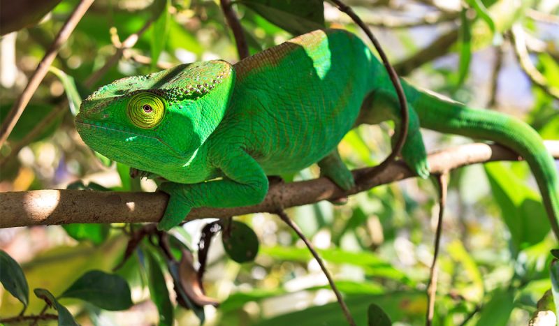 Green camouflaged chameleon