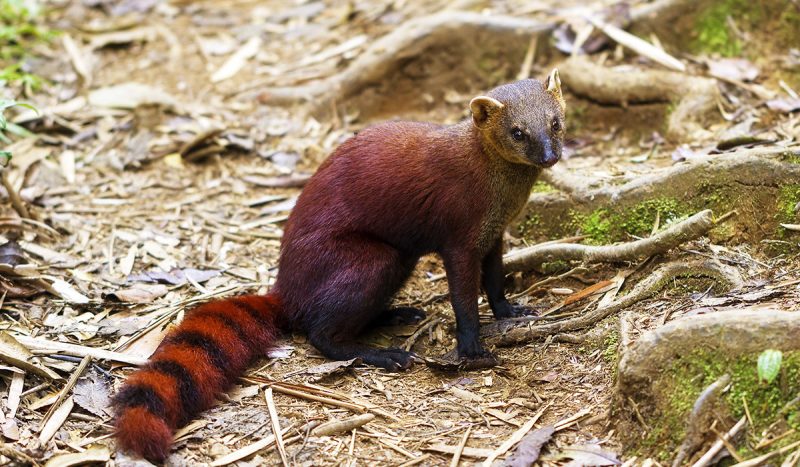 The ring-tailed mongoose