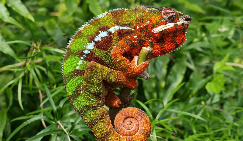 Chameleon