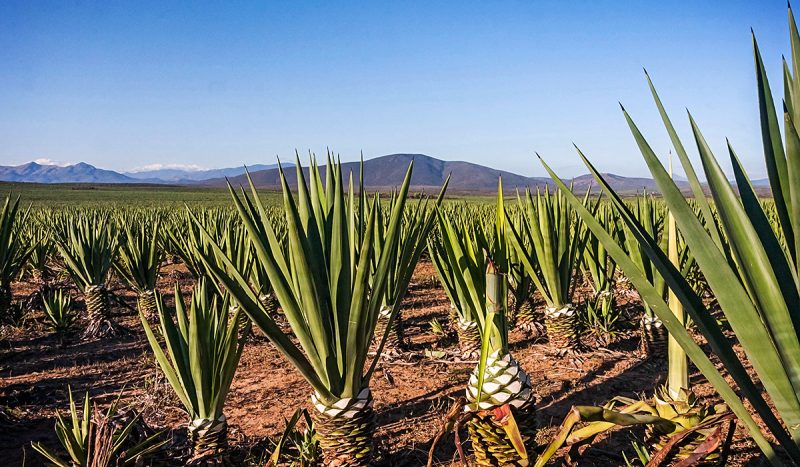 Sisal plantation.