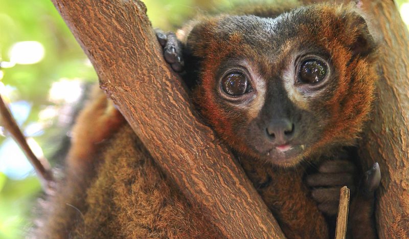 Brown mouse lemur