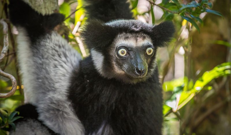 Indri Indri, the largest of the lemurs