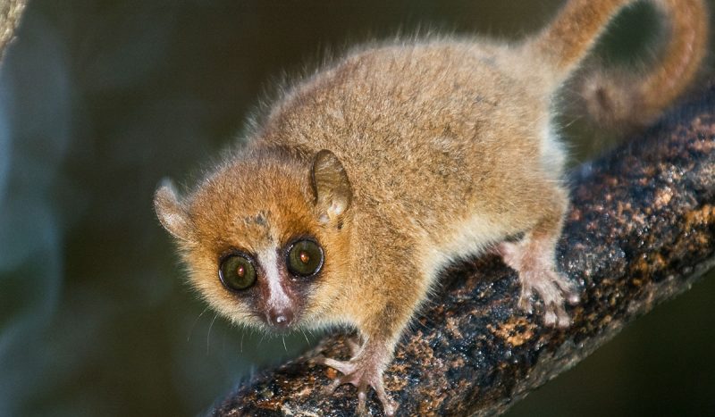 Mouse lemur at Ranomafana National Park