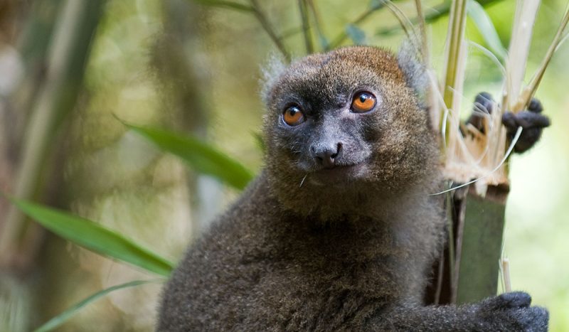 Bamboo lemur at Ranomafana National Park