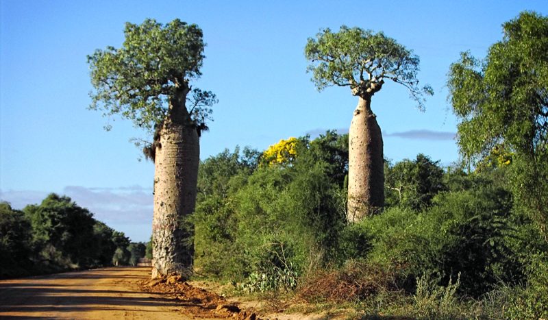 Ifaty baobab trees
