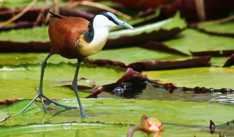 The African jacana is identifiable by its long toes and long claws that enable it to walk on floating vegetation