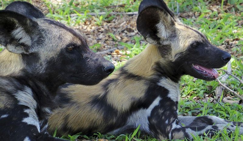 Packs of wild dogs hunt on the grasslands.