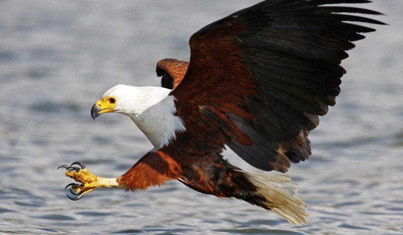 The African fish eagle zeroing in on its prey.