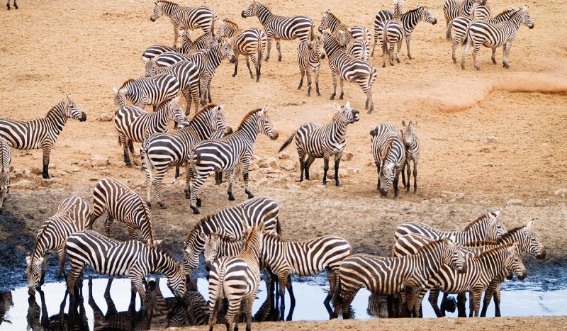 Makgadikgadi Pans is home to the second largest zebra migration in the world.