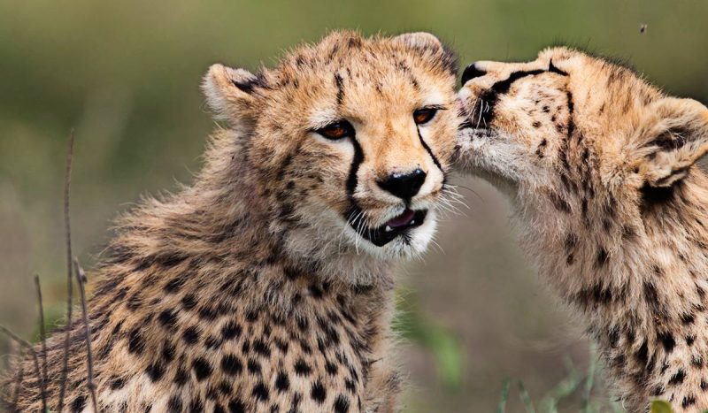 Cheetahs grooming