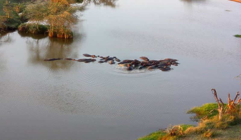 Hippos in the water at the Serengeti.