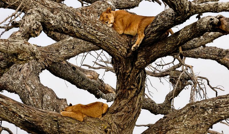 Lake Manyara is home of the tree climbing lion.