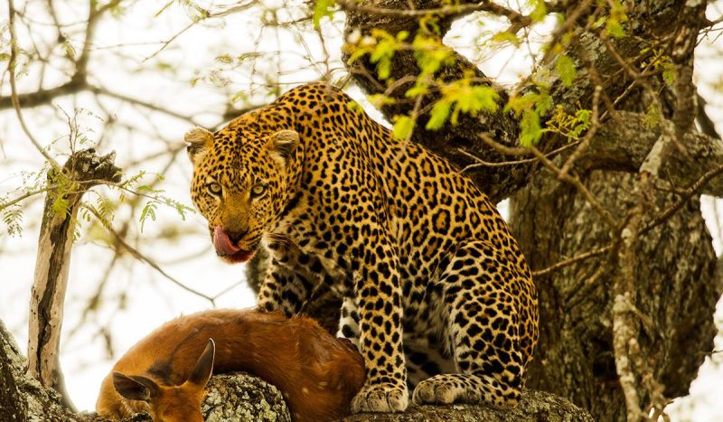 Leopard with its prey.