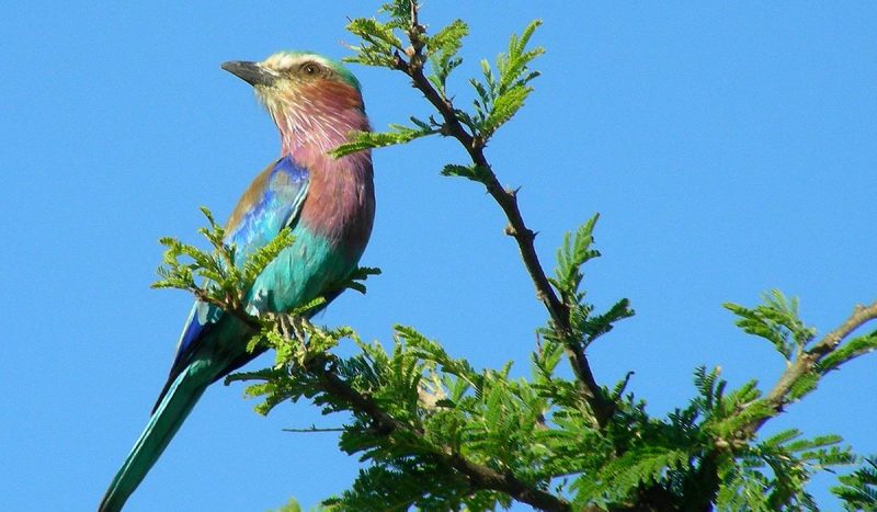 Lilac-breasted roller