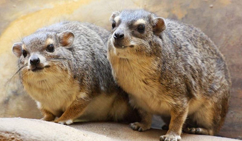 Rock hyrax is the closest relative to the elephant!