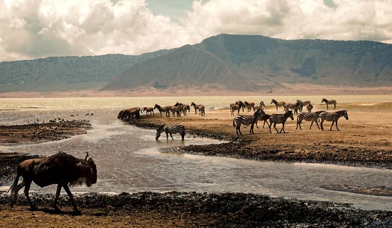 Ngorongoro Crater is commonly referred to as the world’s largest natural wildlife zoo.