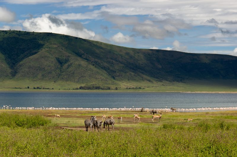 Flamingoes on the water's edge in Ngorongoro Crater.