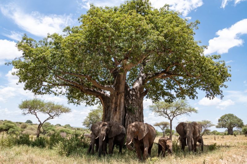 Elephants seeking shade in Tarangire.