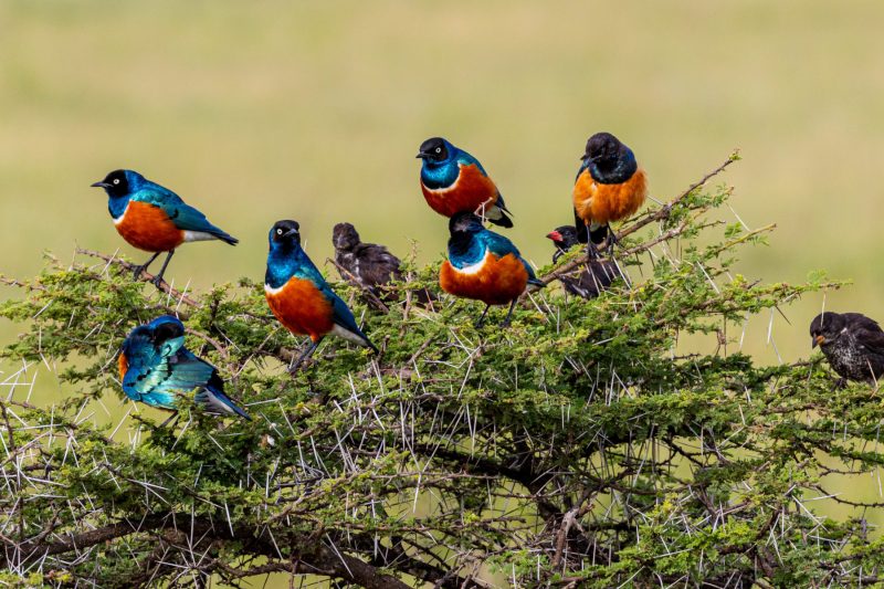 Superb starlings sitting on a thorn tree.
