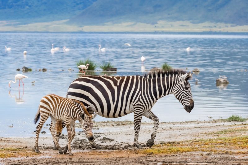 Zebras in Ngorongoro Crater