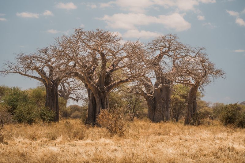 The baobabs of Tarangire
