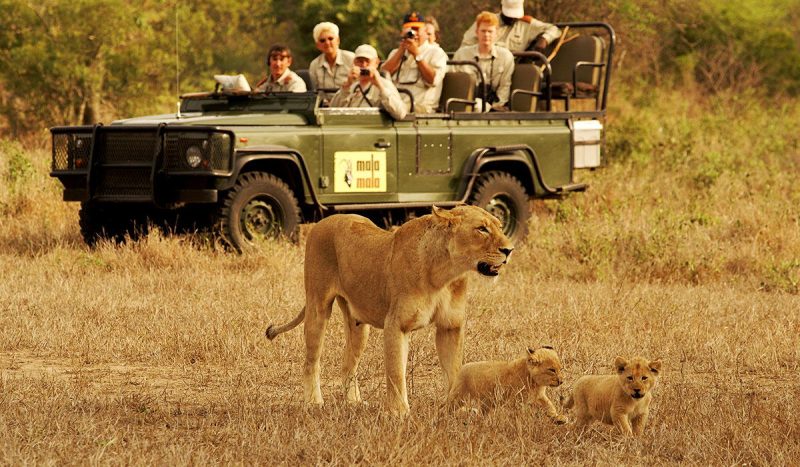 Game drive at Mala Mala.