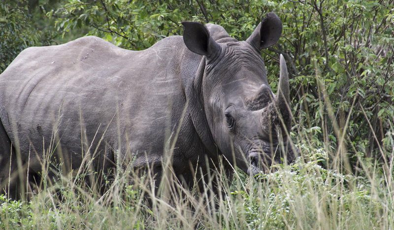 Rhino emerging from the grass.