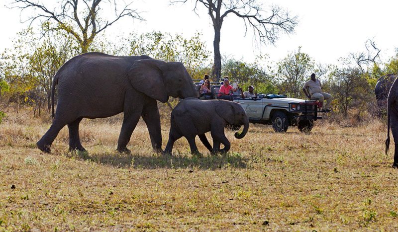Game drive at Kruger.