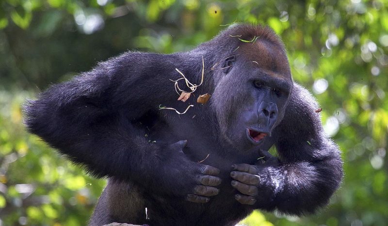 Silverback gorilla beating chest.