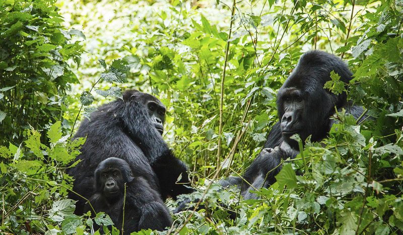 Silverback gorilla and family.