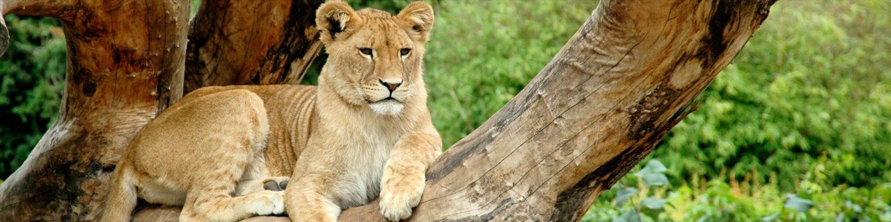 Luxury Tanzania Wing Safari