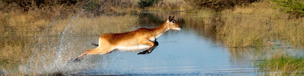 Wings Over Botswana