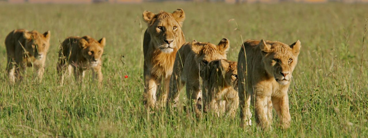 Tanzania Encounter