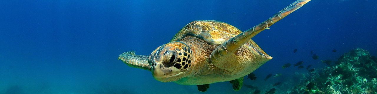 Journeys to Ecuador & the Galápagos