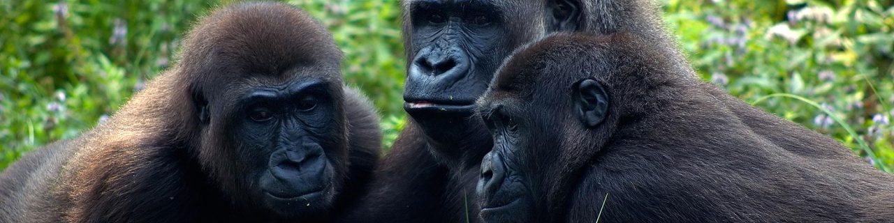Journeys to Uganda & Rwanda