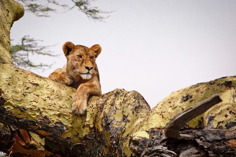 Best of Tanzania