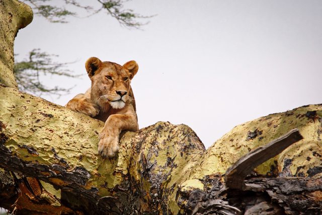 Best of Tanzania