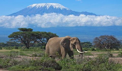 In The Shade of Kilimanjaro