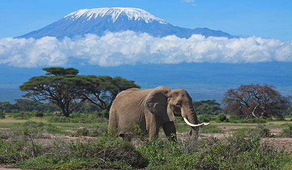 In The Shade of Kilimanjaro