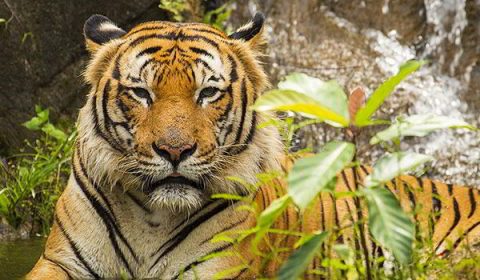 Wildlife of India