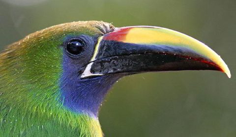 Rainforest Discovery