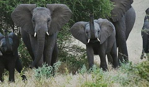 Tanzania & Spice Island