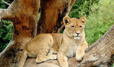Luxury Tanzania Wing Safari