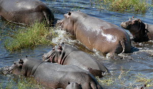 Wings Over Botswana